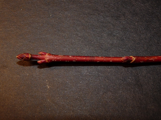 {Acer rubrum var. rubrum}